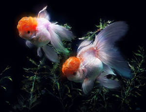 Glodfish II