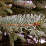 Frozen Dew