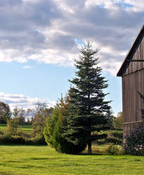 Tree and Barn