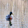Solitary Mallard