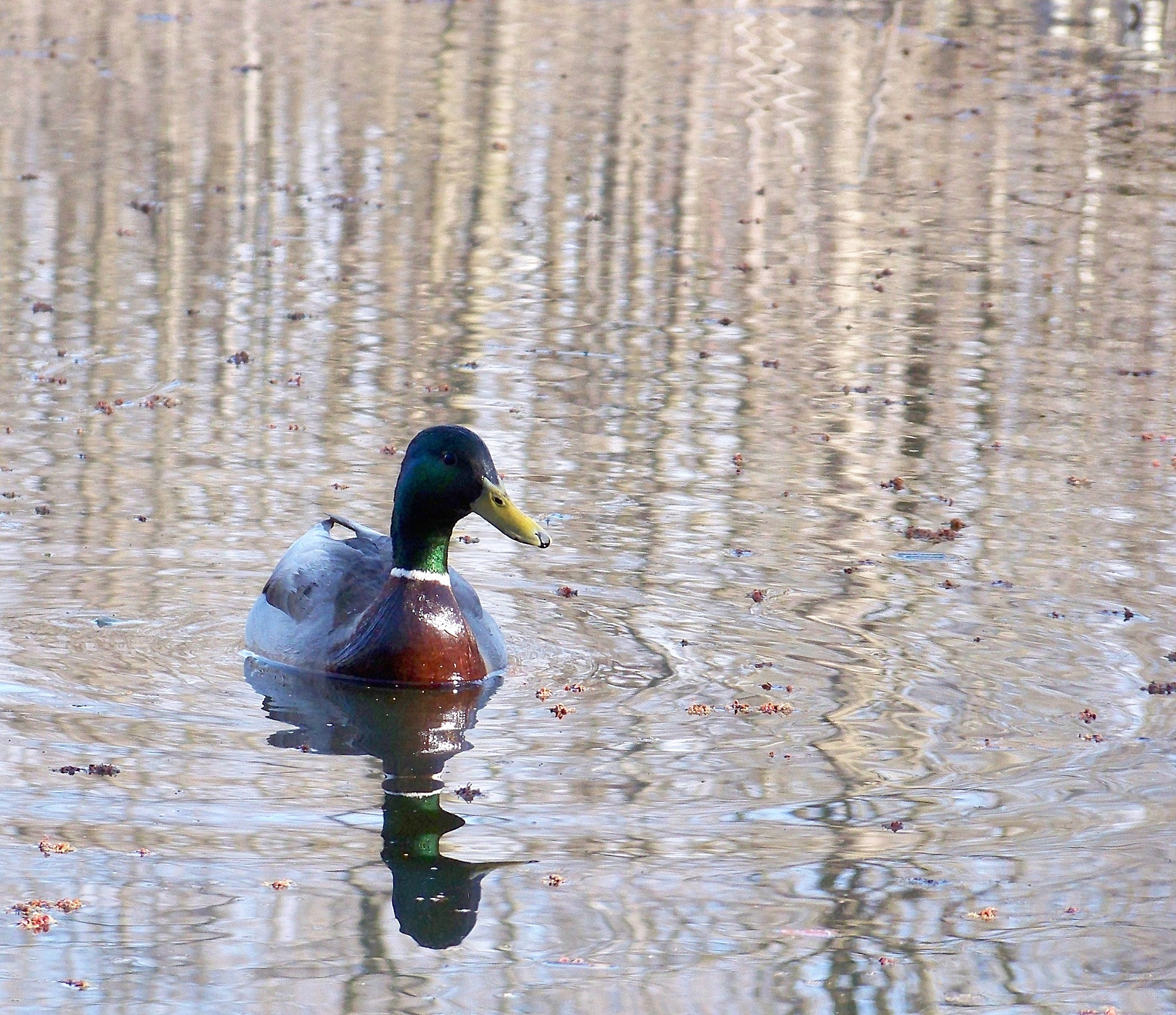 Solitary Mallard