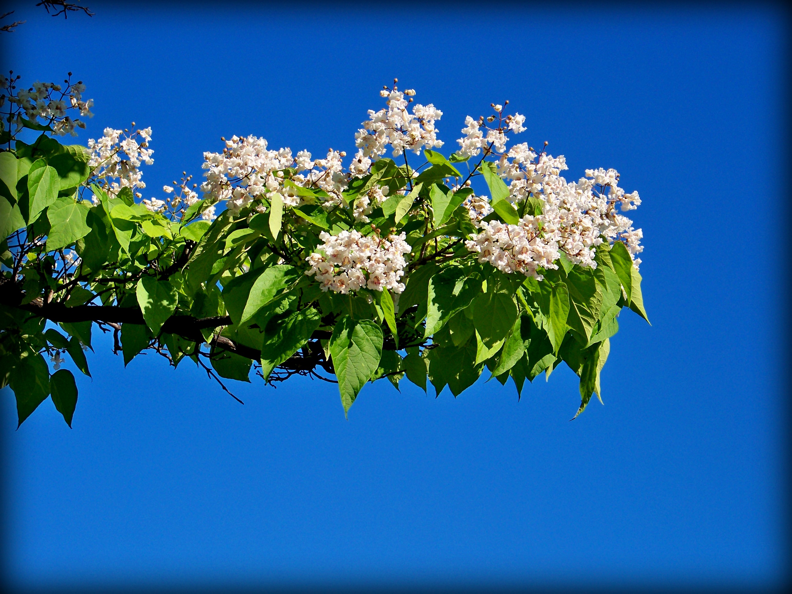 Blossoming Tree Branch