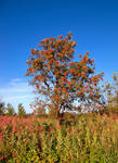 Reddish Tree by philippeL