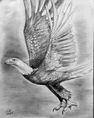 Bald Eagle by philippeL