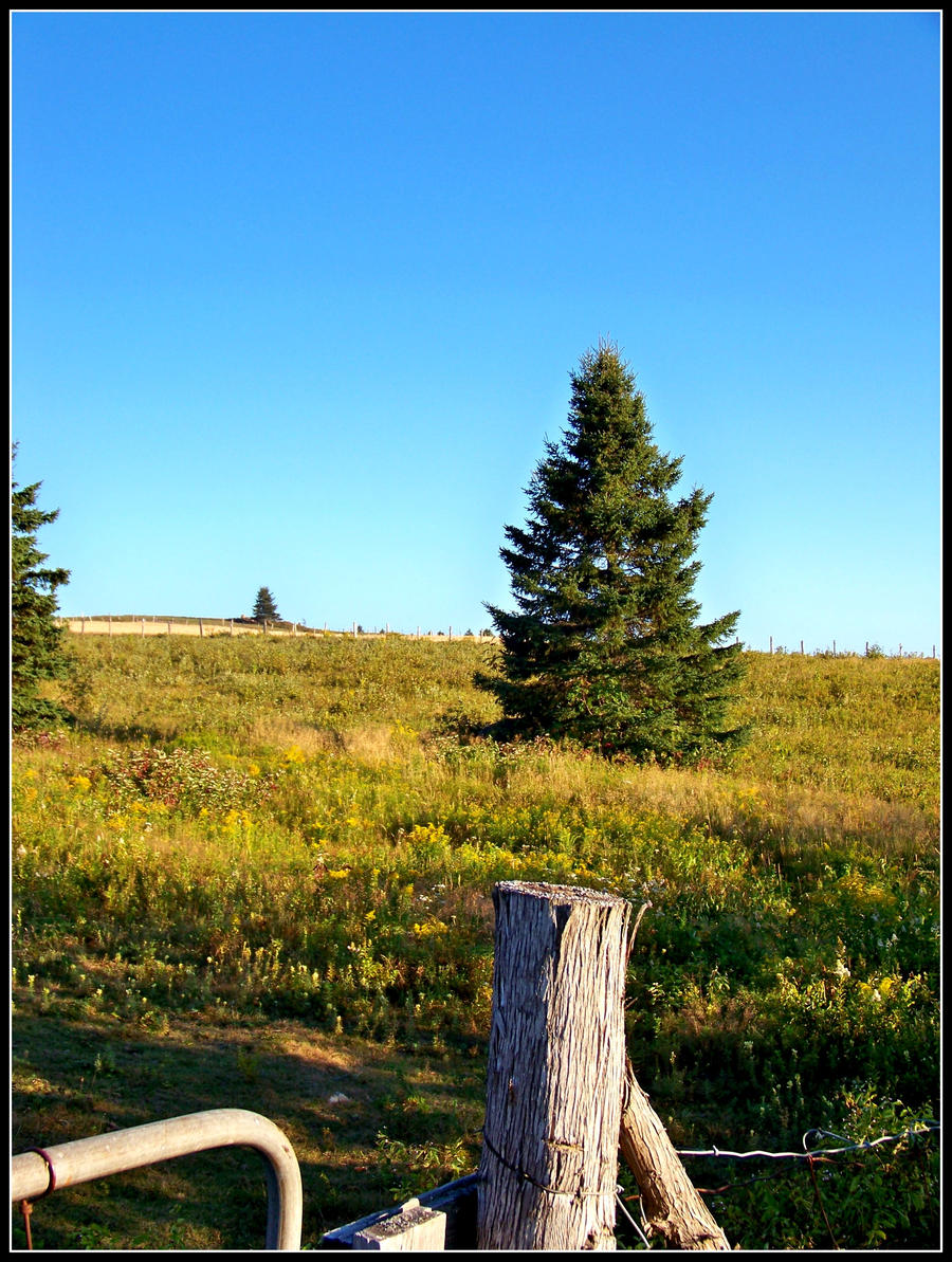 Lonely Tree