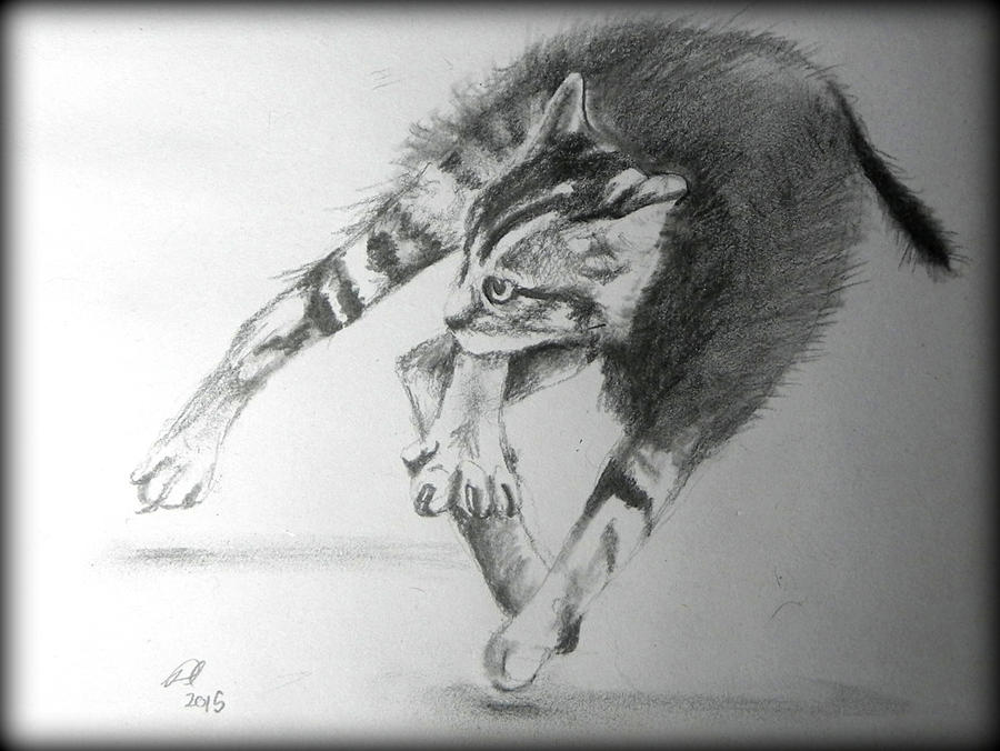 Stunned Kitty by philippeL Stunned Kitty by philippeL