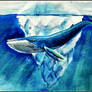 Blue Whale