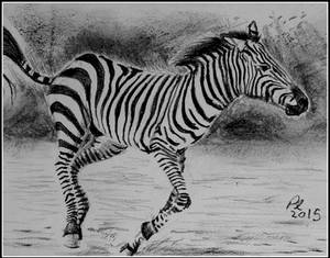 Zesty Zebra