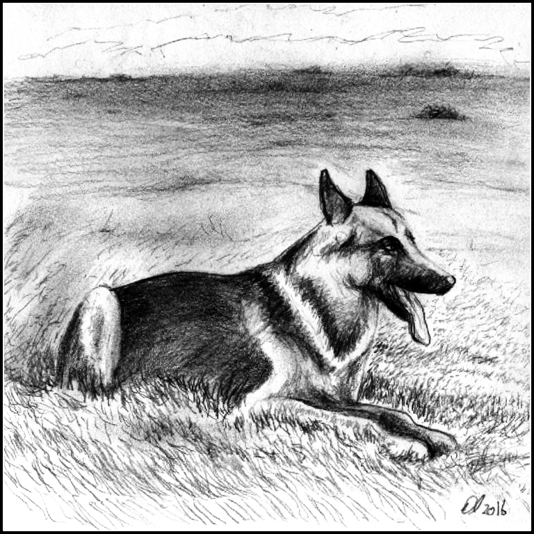 German Shepherd