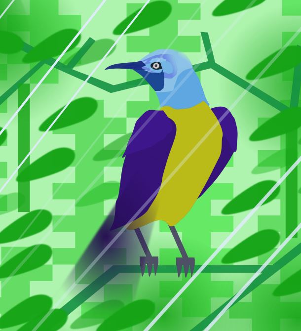 Gold-breasted Starling in a Rainy Forest