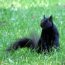 Black Squirrel