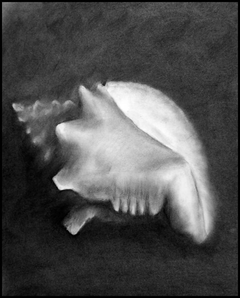 Drawing A Shell Using Charcoal Conch Seashell Charcoal Drawing by philippeL on DeviantArt