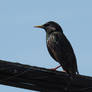 Starling on Wire