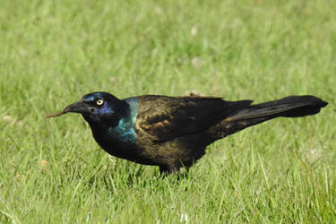 Grackle by philippeL