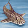 Zebra Bullhead Shark