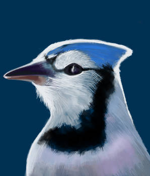 A Beautiful Head (Blue Jay)