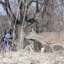Deer in the Park