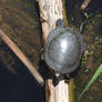 Painted Turtles on the Marsh
