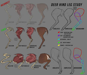 Deer Hind Leg Study by Deertush