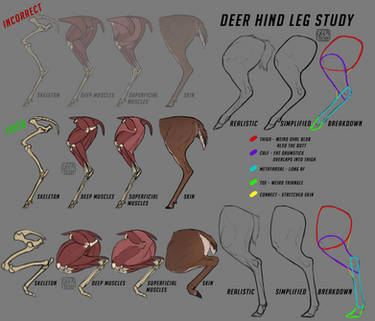 Deer Hind Leg Study