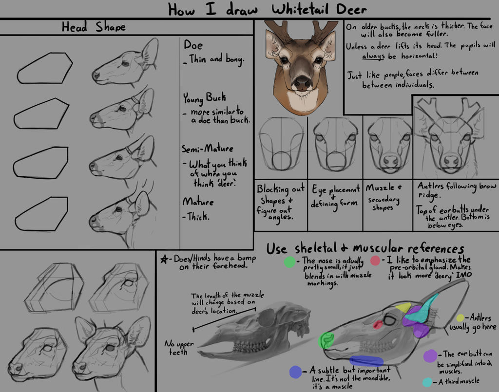 How I Draw Whitetail Deer Heads By Deertush On Deviantart