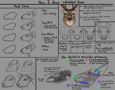 How I draw Whitetail Deer (heads)
