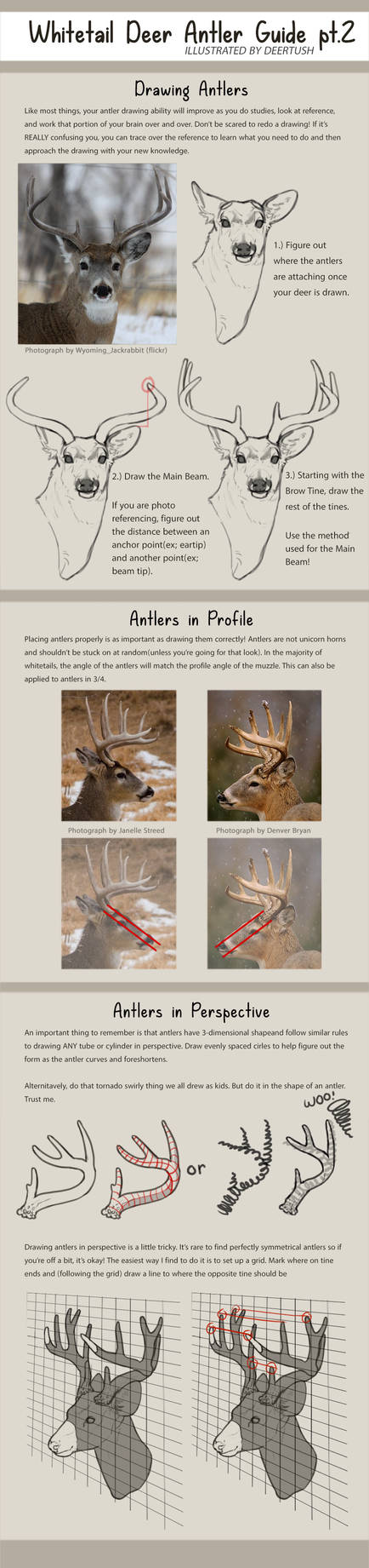 Whitetail Antler Guide pt.2