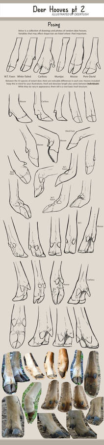 Deer Hooves Pt 2