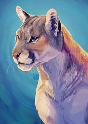 Cougar Study