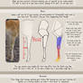 Deer Foreleg Guide
