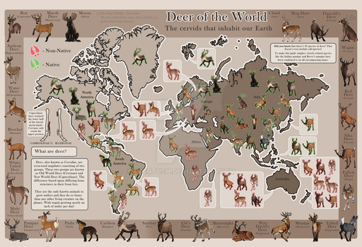 Deer of the World