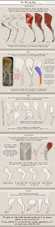 Deer Rear Leg Guide