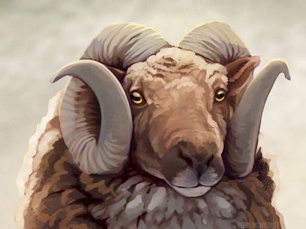 Study: Sheep