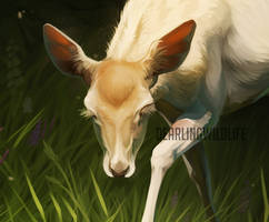 Fallow Morning Repaint