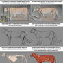 Studying Anatomy: Mountain Lion