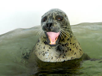 Seal