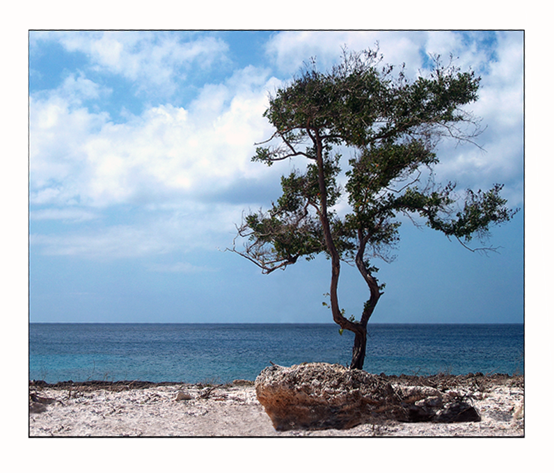 A Tree by the Sea