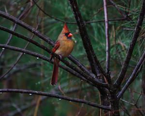 Cardinal in the rain