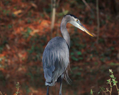 The Fall Heron