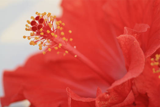 Red flower.