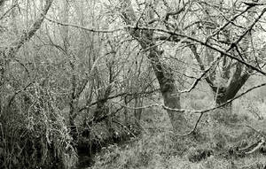 In the wilds...