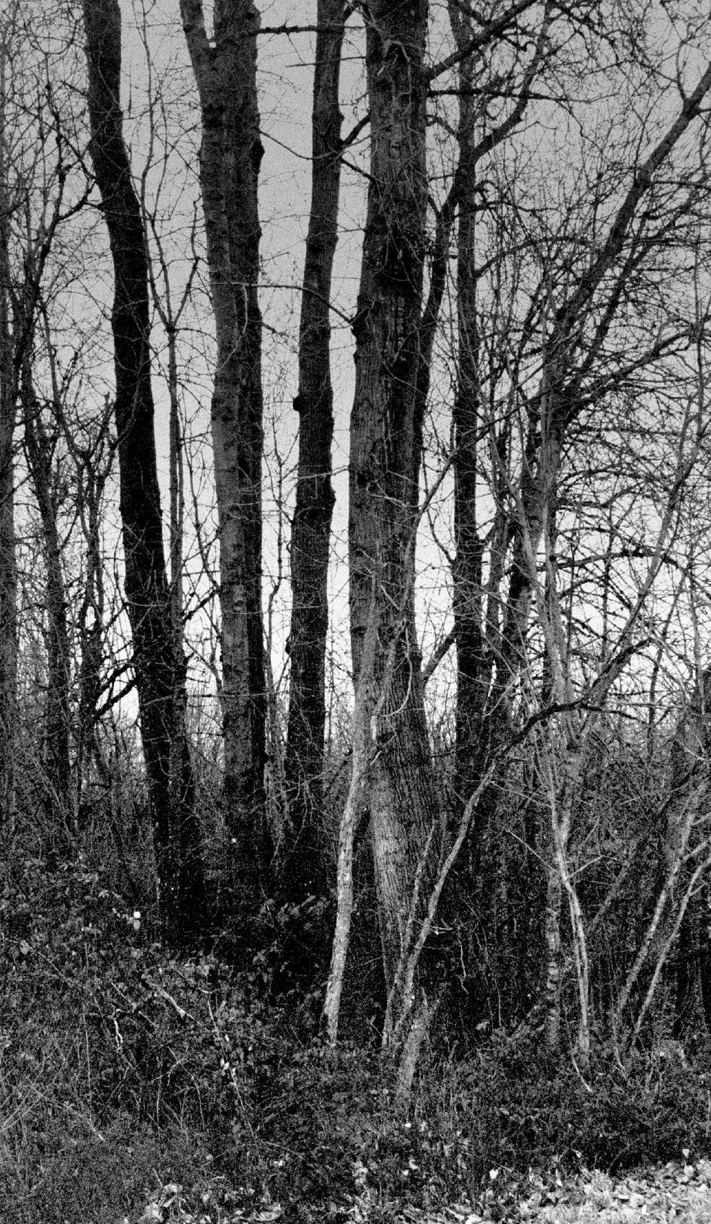 A Narrow Path By Thewolfcreek On DeviantArt