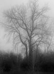 Deep into the mist... by thewolfcreek