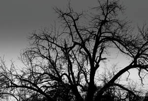 Apparition...
