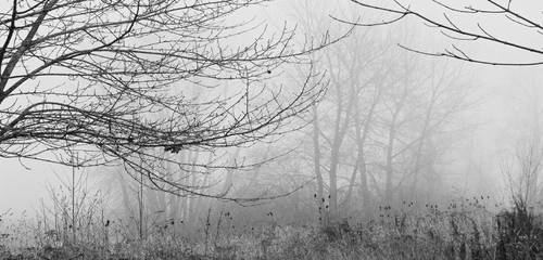 The fog...