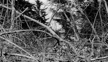 Deep in the thicket...