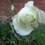 White Rose