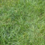 Grass Texture