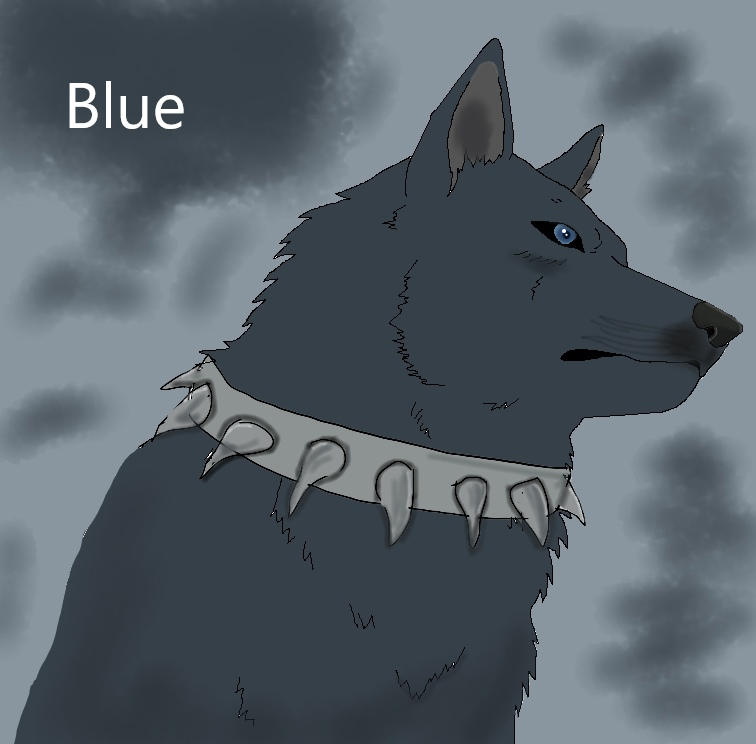 Blue Wolf Rain by Wertat4665 on DeviantArt