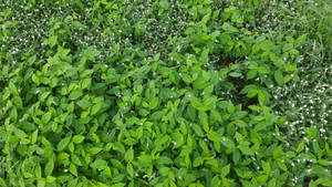Khiao Photo 11
